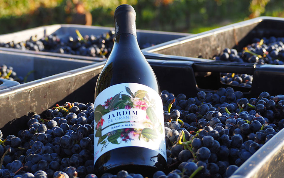 Uma garrafa do vinho "Jardim de Granito, tinto, pousada sobre uma camada de uvas, apanhadas para a produção do mesmo.
